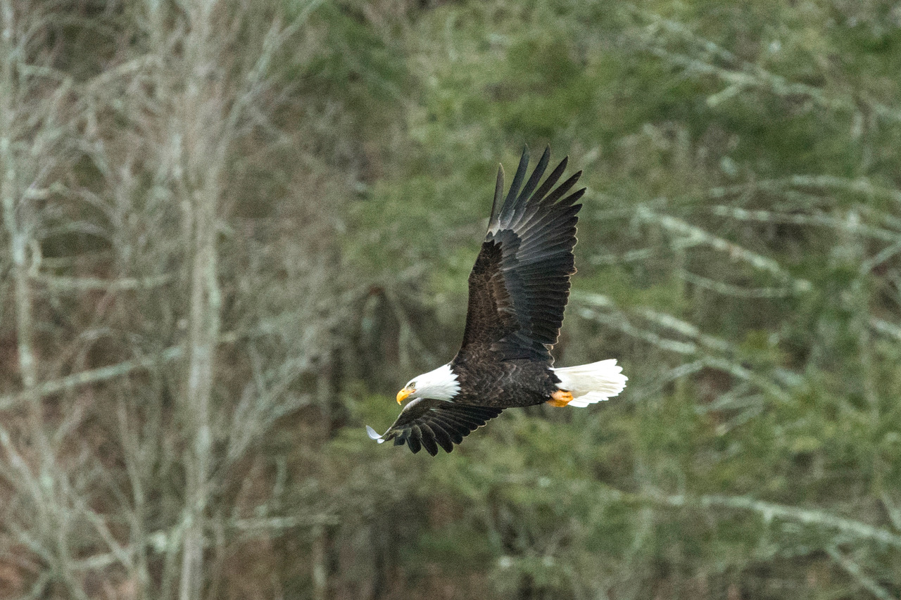 FirstLight’s Shepaug Bald Eagle Observatory Opens for the Winter